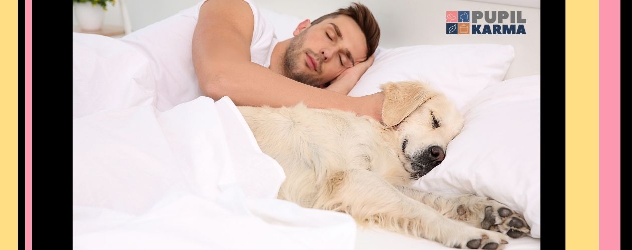 Zdjęcie śpiacego mężczyzny w białej pościeli z labradorem obok. Paski różowe i żółte po bogach oraz logotyp pupilkarma
